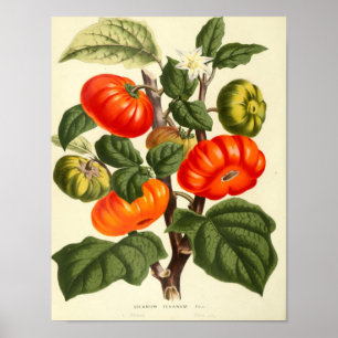 Poster vintage - Tomate
