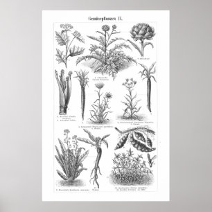 Poster vintage végétal imprimé Botanique allemand