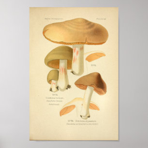Poster Vintage Vert Brown Champignons Art Imprimer França