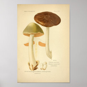 Poster Vintage Vert Brown Champignons Art Imprimer França