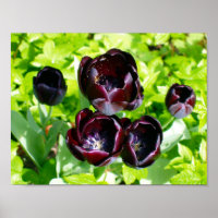 Vintage violet noir Tulipes vert Fleurs Hollande