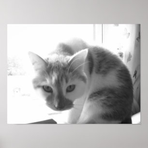 Poster Vintage White Cat