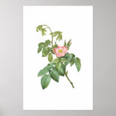 Poster Vintage Wild Rose Botanique Art Imprimable (Devant)