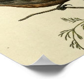 Poster Vintage Wren au sol (Coin)