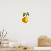 Poster Vintage Yellow Pear Botanique Print (Cuisine)