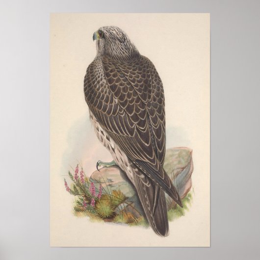 Poster Vintage Young Islande Faucon Bird (Devant)