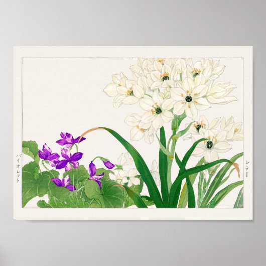 Poster Viola, fleur d'étoile arabe par Tanigami Konan (Devant)