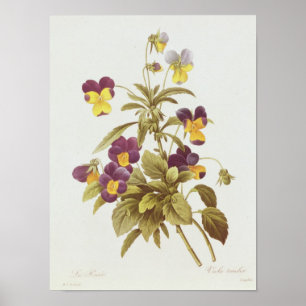 Poster Viola Tricolour