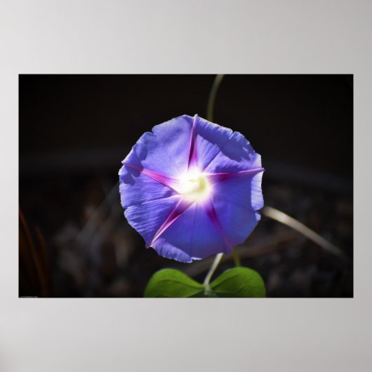 Poster Violet, (Devant)
