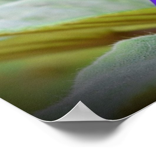 Poster Violet, (Coin)