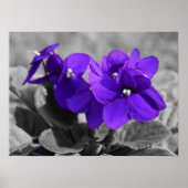 Poster Violet, (Devant)