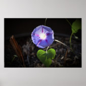 Poster Violet, (Devant)