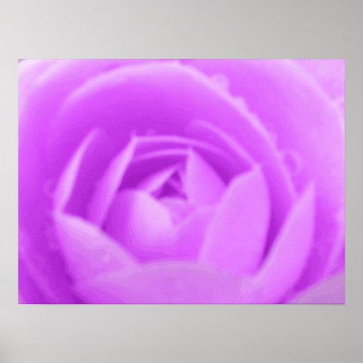 Poster Violet Camellia Imprimer (Devant)