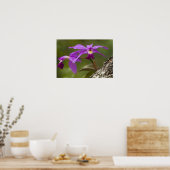 Poster Violet Cattleya Orchid Cattleya violacea) (Cuisine)