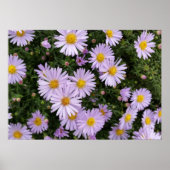 Poster violet clair (Devant)