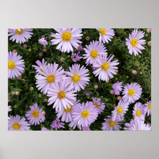 Poster violet clair (Devant)