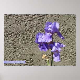 Poster Violet contre le mur