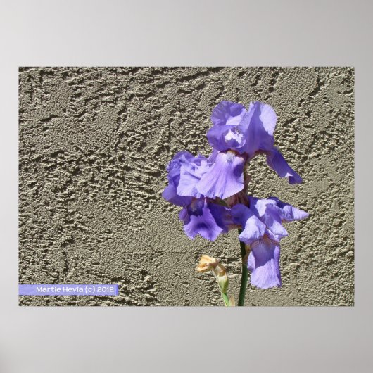 Poster Violet contre le mur (Devant)