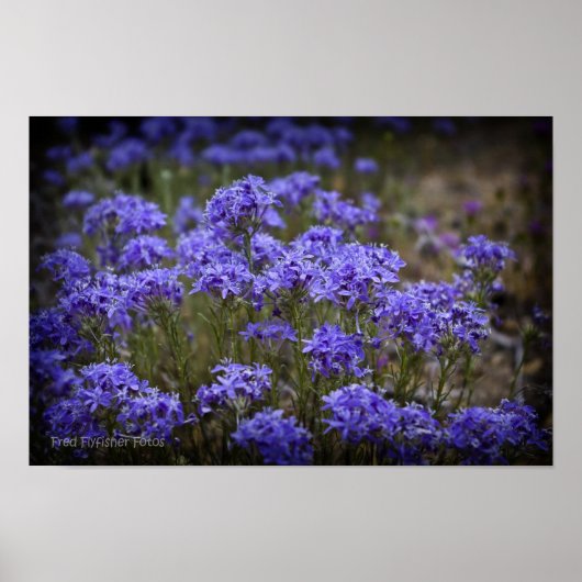 Poster violet Fleur sauvage noir Vignette (Devant)