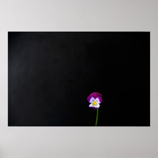 Poster Violet Fleur wapm (Devant)