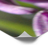 Poster Violet Hyacinthes (Coin)