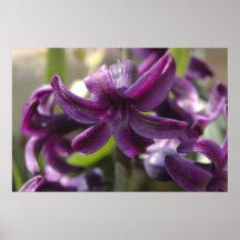 Violet Hyacinthes
