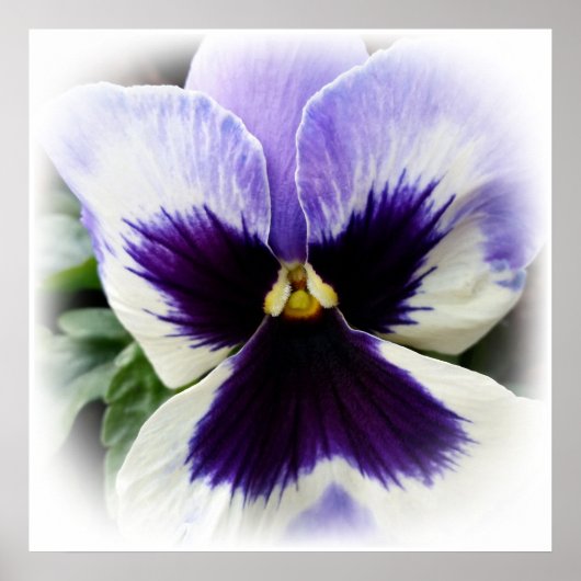 Poster violet profond sur blanc (Devant)