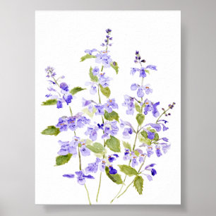 Poster violet violet bleu lilas Nepeta racemosa Walker