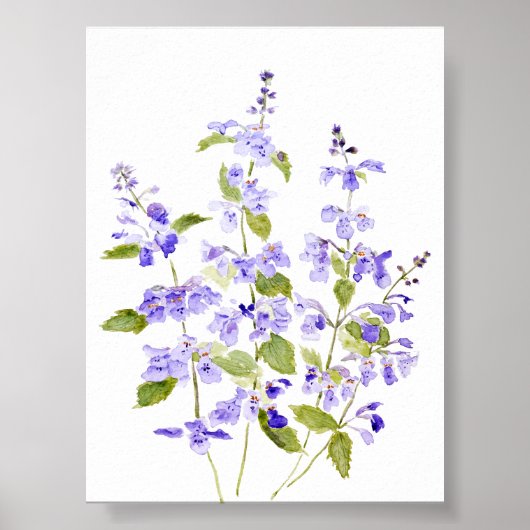 Poster violet violet bleu lilas Nepeta racemosa Walker (Devant)