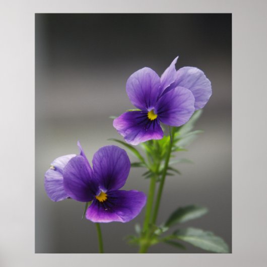 Poster Violets (Devant)
