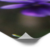 Poster Violets (Coin)