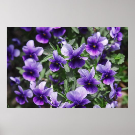Poster Violets (Devant)