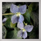 Poster Violets sauvages (Devant)