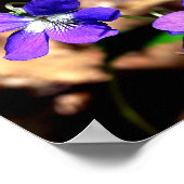 Poster Violettes contestées (Coin)