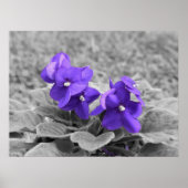 Poster Violettes pourpres, (Devant)