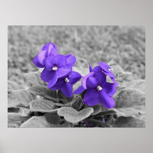 Poster Violettes pourpres, (Devant)
