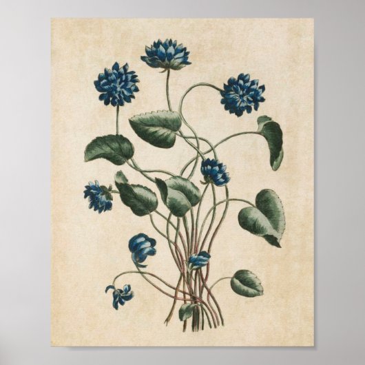 Poster Violettes vintages florales (Devant)