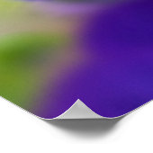 Poster Violons violets (Coin)