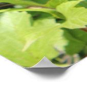 Poster Viornes à feuilles d'obier (Coin)