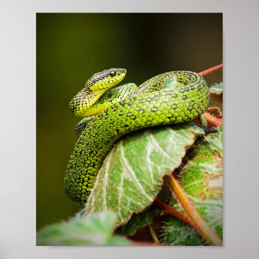 Poster Viper des Grands Lacs (Devant)
