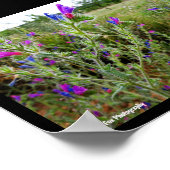 Poster Vipérine pourpre, Echium Plant (Coin)