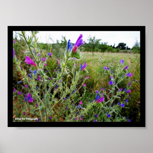 Poster Vipérine pourpre, Echium Plant (Devant)