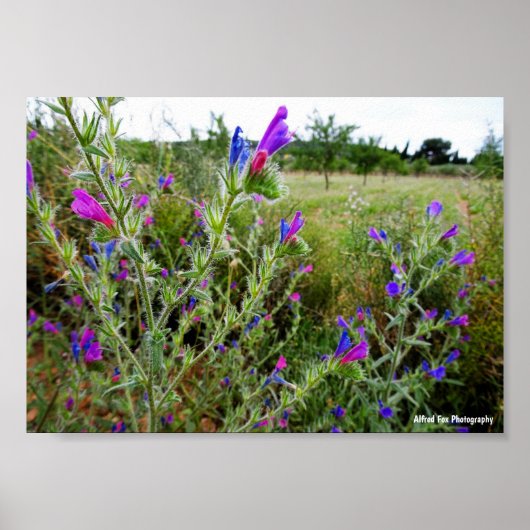 Poster Vipérine pourpre, Echium Plant (Devant)