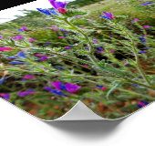 Poster Vipérine pourpre, Echium Plant (Coin)