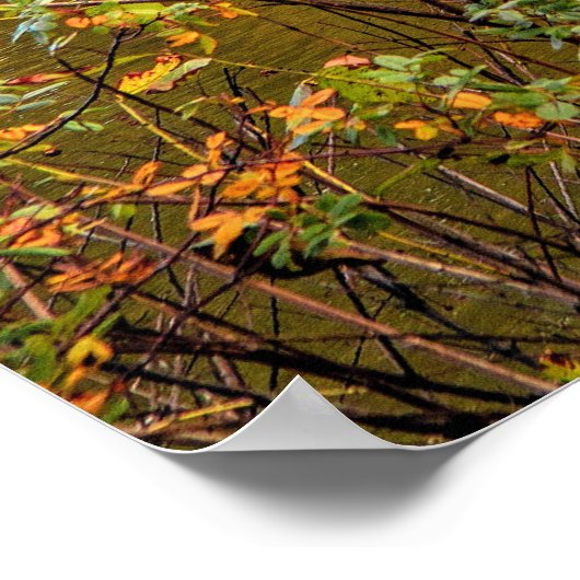 Poster virginia5050 (Coin)