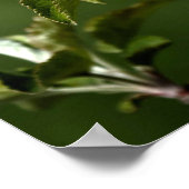 Poster Virginia Apple Blossoms (Coin)