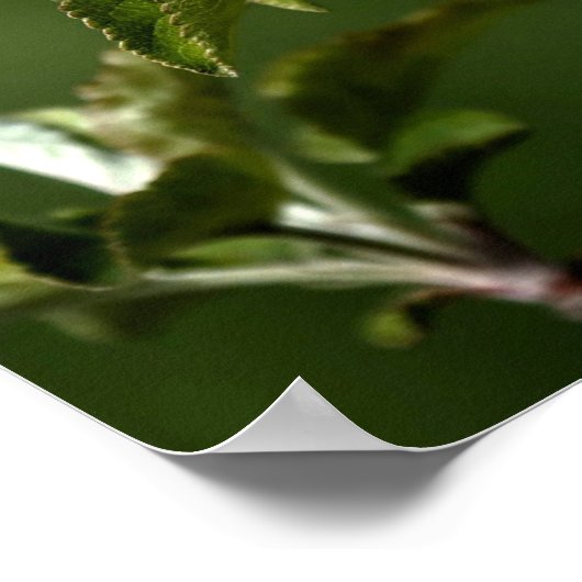 Poster Virginia Apple Blossoms (Coin)