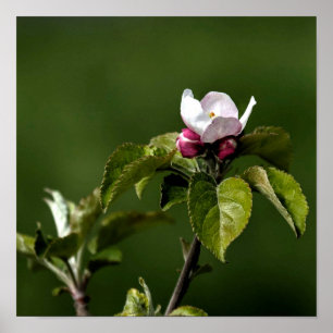Poster Virginia Apple Blossoms