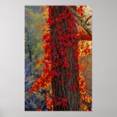Poster Virginia Creeper rouge vif en automne à (Devant)