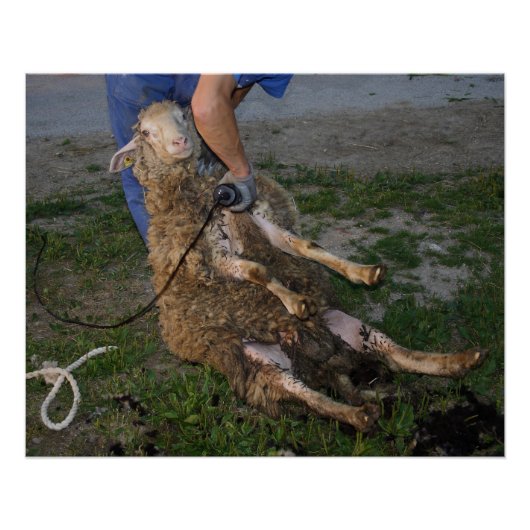 Poster Vis du mouton (Devant)